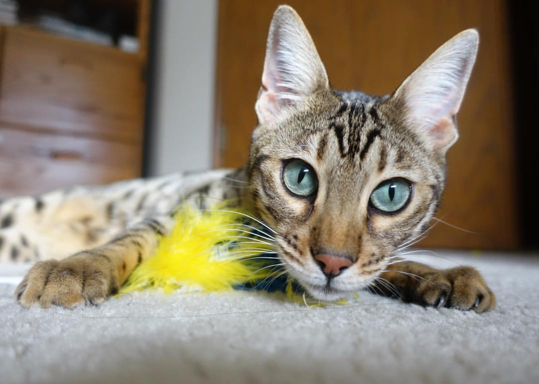 九游娱乐官方平台-“未来之星青少年足球明星巡展全国巡回，展现青春风采”，校园足球未来之星典型事迹