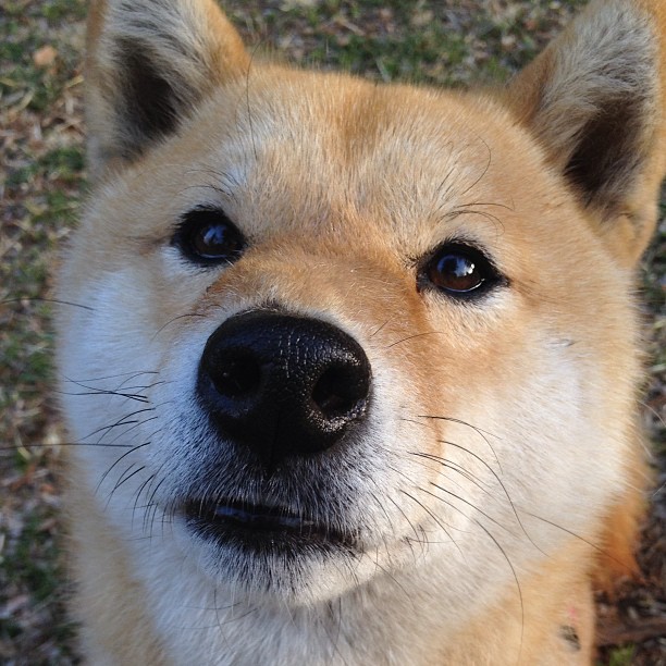 九游网页版官网入口-史上最“炸裂”的双人穿越战术，你见过的最牛配合是什么？，双人穿越电视剧